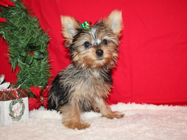 Yorkshire Terrier Dog Female Black Merle & Tan 9628 Petland Rome, Georgia