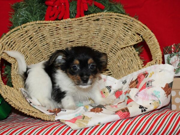 Chorkie-DOG-Female-Black and Tan-9598-Petland Rome, Georgia