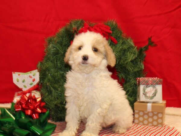 Goldendoodle Mini 2nd Gen-DOG-Female-Cream / White-9606-Petland Rome, Georgia