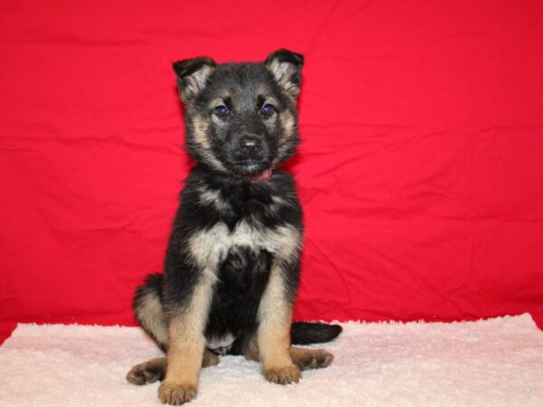 German Shepherd-Dog-Female-blk and tan-9627-Petland Rome, Georgia