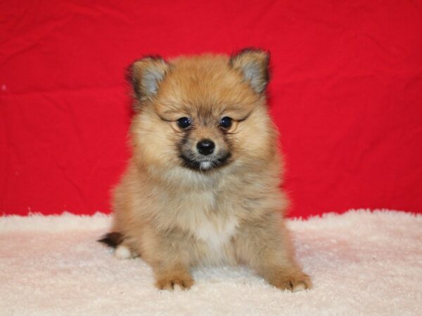 Pomeranian Dog Male 9665 Petland Rome, Georgia