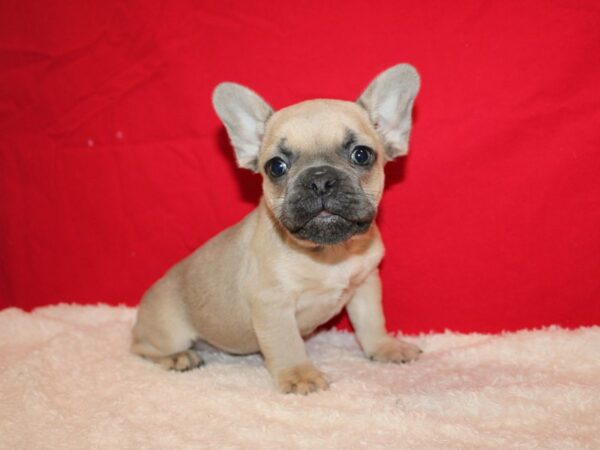 French Bulldog Dog Male Blue Fawn 9624 Petland Rome, Georgia