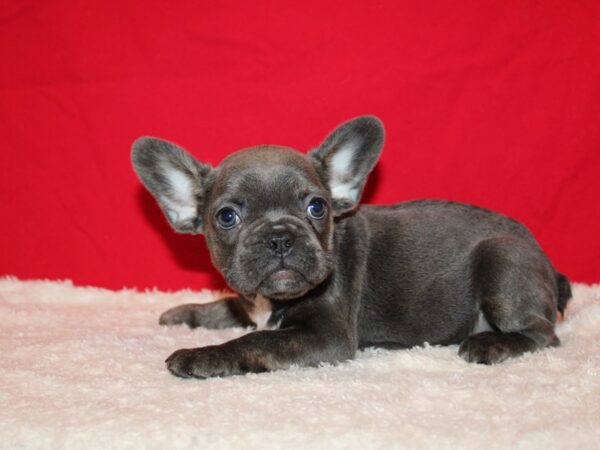 French Bulldog Dog Female Blue 20791 Petland Rome, Georgia