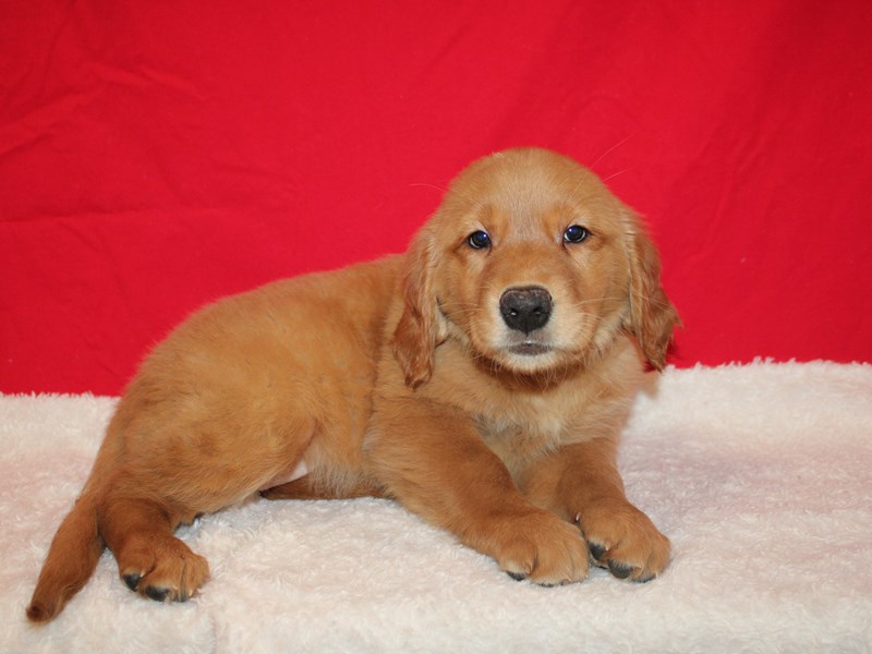 Golden Retriever-Female-Golden-3932314-Petland Rome