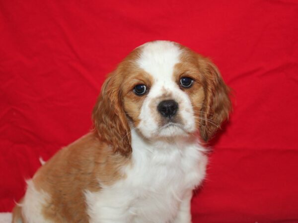 Cavalier King Charles Spaniel-DOG-Male-Blenheim-9616-Petland Rome, Georgia