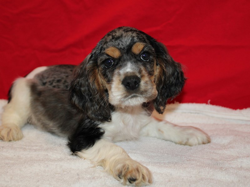 Cocker Spaniel-Male-Blue Roan and Tan-3928804-Petland Rome