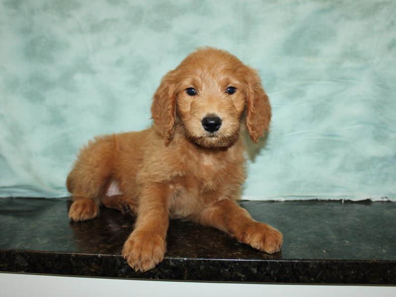 Goldendoodle-Female--3939372-Petland Rome
