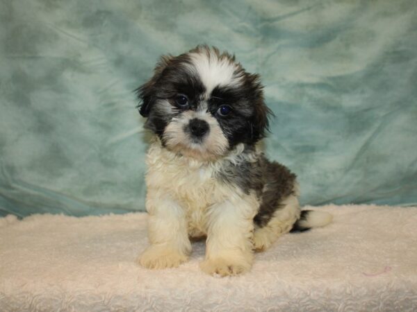 Shih Tzu DOG Male Brindle & white 20743 Petland Rome, Georgia