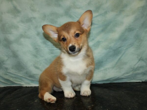 Pembroke Welsh Corgi-DOG-Female-Sable-9636-Petland Rome, Georgia