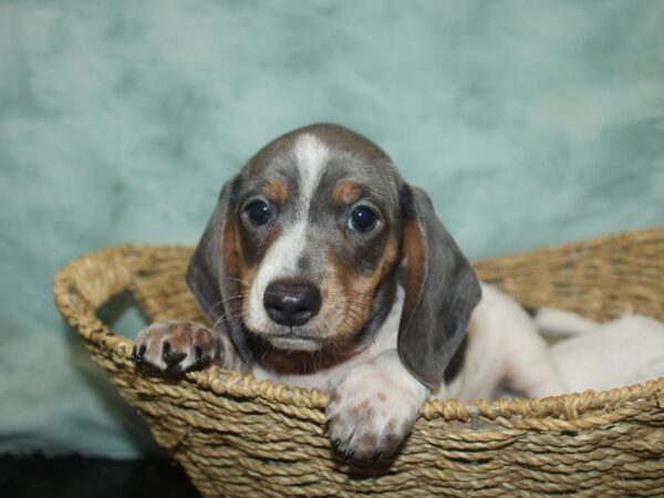 Dachshund DOG Male Blue piebald 20758 Petland Rome, Georgia