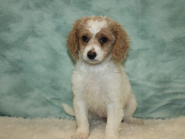 Cavapoo 2nd Generation-DOG-Female-Red and White-9638-Petland Rome, Georgia