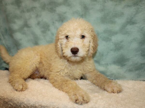 Chesapeake Bay Retriever/Poodle-DOG-Male-Cream-20753-Petland Rome, Georgia