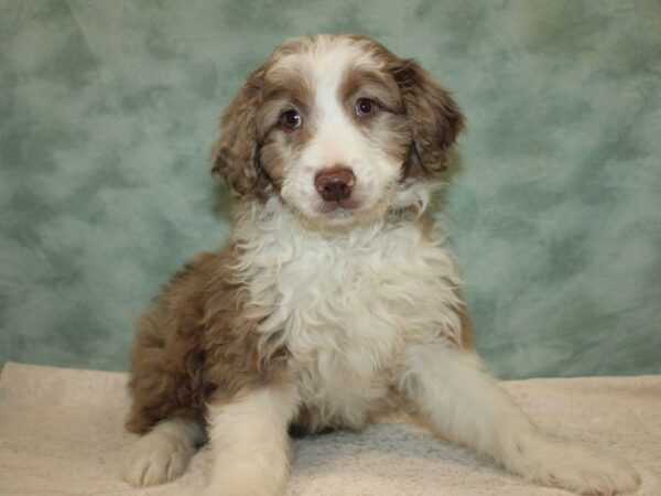 Miniature Aussiedoodle-DOG-Male-Chocolate Merle-9648-Petland Rome, Georgia