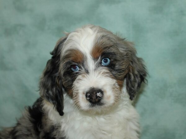 Aussiedoodle-Dog-Male-Blue Merle / White-20766-Petland Rome, Georgia