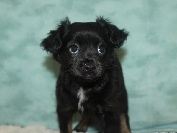 Chihuahua-DOG-Male-Black / Tan-9646-Petland Rome, Georgia