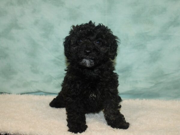 Bichapoo Dog Female Brindle 9644 Petland Rome, Georgia