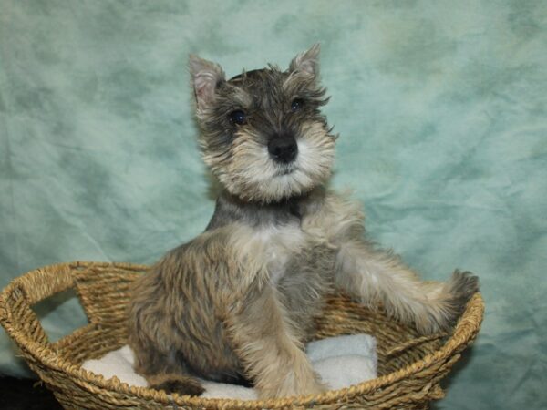 Miniature Schnauzer DOG Male Salt & pepper 20756 Petland Rome, Georgia