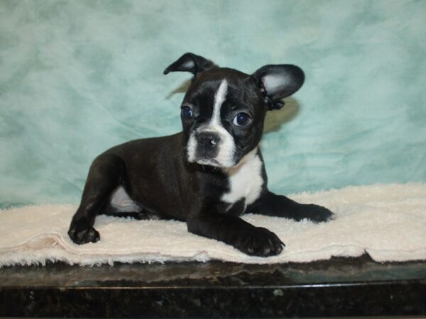 Boston Terrier-DOG-Male-Black Brindle and White-20748-Petland Rome, Georgia