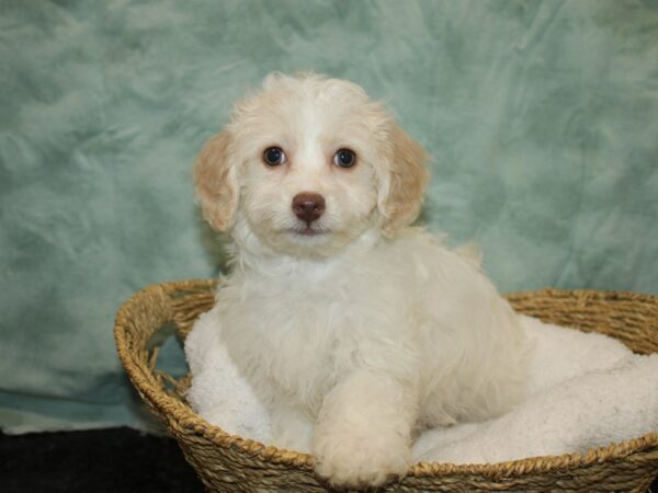 Doxie-Poo-Dog-Female-White and Apricot-20779-Petland Rome, Georgia