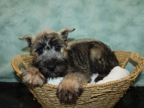 Miniature Schnauzer Dog Male Black and Silver 9653 Petland Rome, Georgia