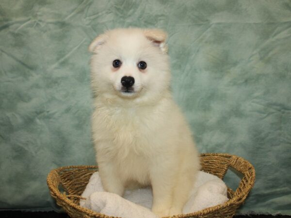 American Eskimo DOG Male White 20771 Petland Rome, Georgia