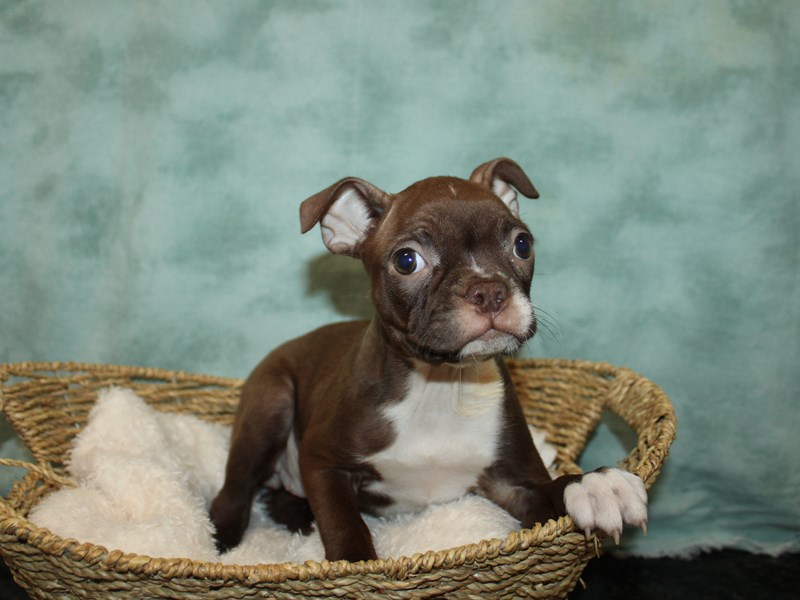 Boston Terrier-Female-Red-3971604-Petland Rome
