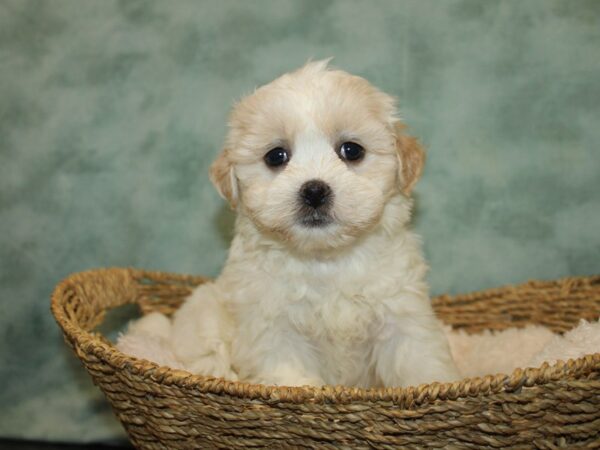 Teddy Bear DOG Female Cream 20785 Petland Rome, Georgia