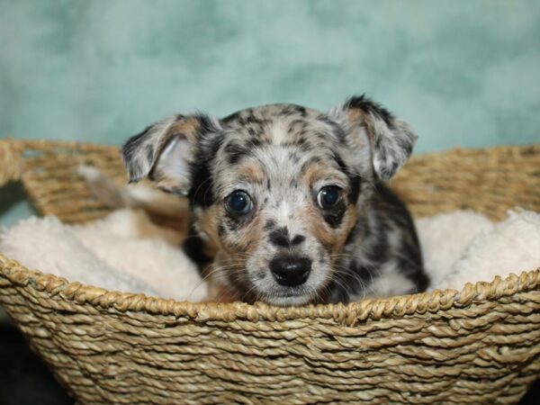 Chihuahua Dog Male Blue Merle 20781 Petland Rome, Georgia