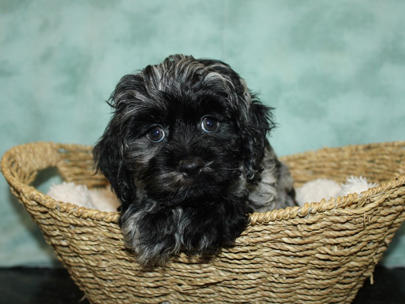 Cock A Poo-Female-Blue Merle-3970172-Petland Rome