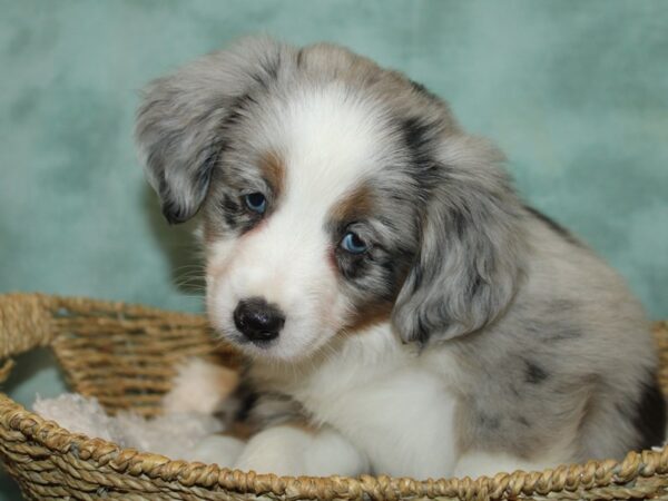 Miniature Australian Shepherd DOG Female Blue Merle 20783 Petland Rome, Georgia