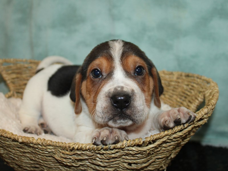 Walrus-Male-mahogany-3952085-Petland Rome