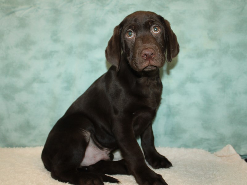 Labrador Retriever-Male-Chocolate-3971618-Petland Rome