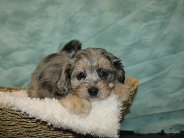 Daisy Dog-DOG-Female-Blue Merle-9659-Petland Rome, Georgia