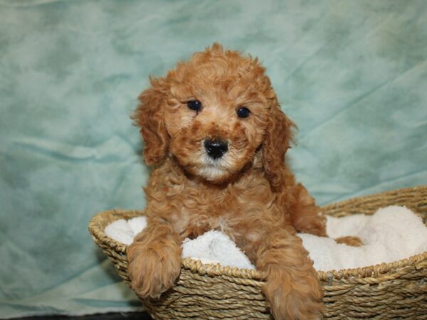 Miniature Poodle Dog Male red 20799 Petland Rome, Georgia