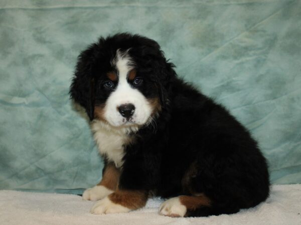 Bernese Mountain Dog Dog Male Black White / Tan 20794 Petland Rome, Georgia