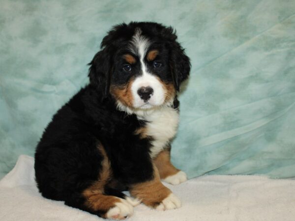 Bernese Mountain Dog-Dog-Female-Black White / Tan-9662-Petland Rome, Georgia