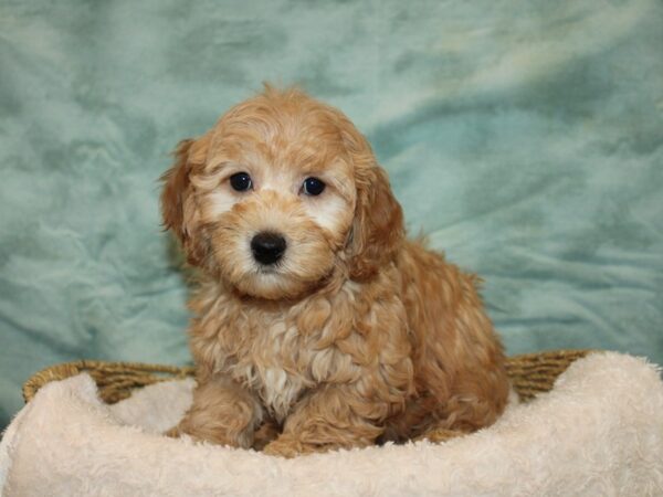 Havapoo-Dog-Male-Red-9666-Petland Rome, Georgia