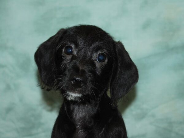 Dachshund Dog Female Black 20804 Petland Rome, Georgia