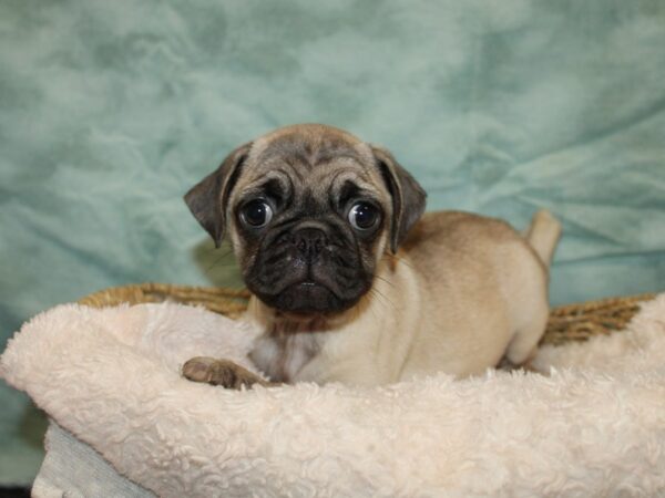 Pug Dog Female Fawn 9672 Petland Rome, Georgia