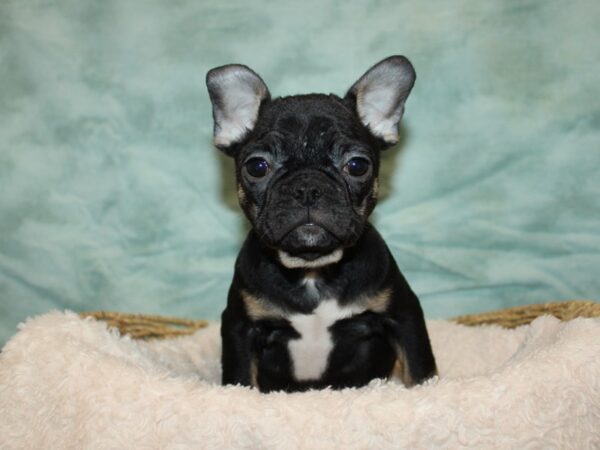 French Bulldog-Dog-Female-Black and Tan-9669-Petland Rome, Georgia