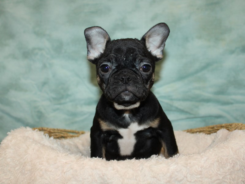 French Bulldog-Female-Black and Tan-3989909-Petland Rome