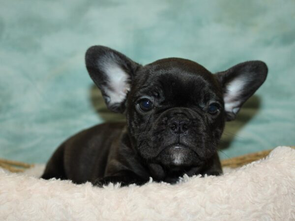 French Bulldog-Dog-Female-Brindle-20805-Petland Rome, Georgia