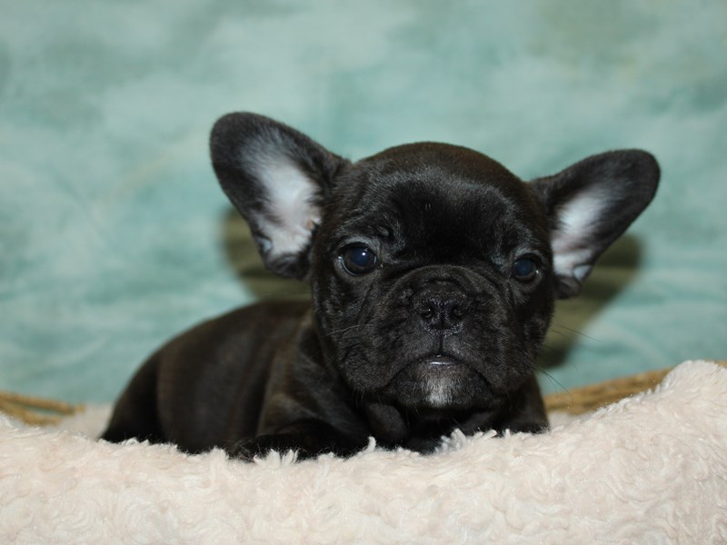 French Bulldog-Female-Brindle-3989775-Petland Rome