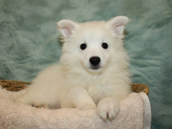 American Eskimo Dog Male White 9668 Petland Rome, Georgia