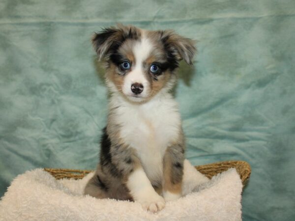 Miniature Australian Shepherd DOG Female Blue Merle White and Tan 9671 Petland Rome, Georgia