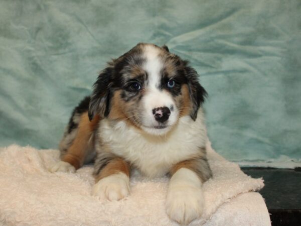 Miniature Australian Shepherd Dog Male Blue Merle White and Tan 20806 Petland Rome, Georgia