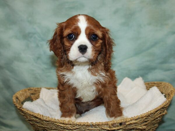 Cavalier King Charles Spaniel Dog Male Blenheim 20809 Petland Rome, Georgia