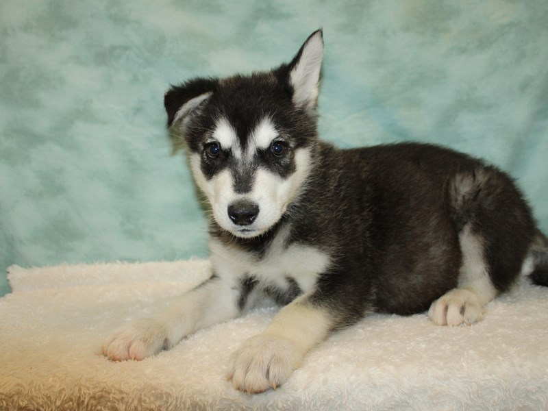 Alaskan Malamute-Male-Black and White-3990016-Petland Rome