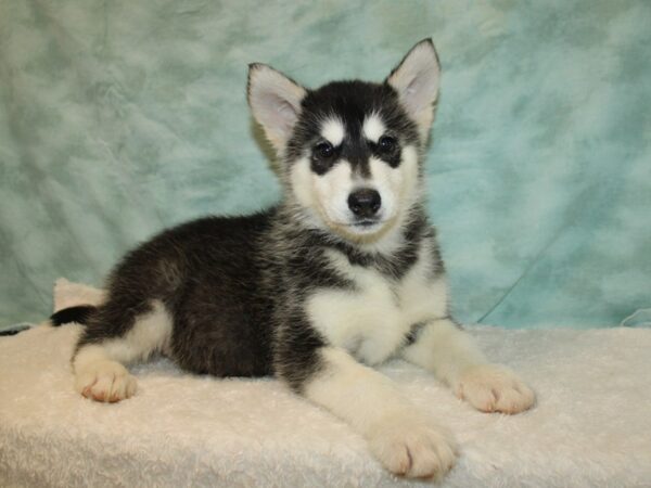 Alaskan Malamute Dog Female Black and White 9667 Petland Rome, Georgia