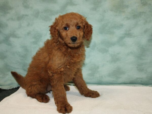 Goldendoodle Mini 2nd Gen-Dog-Female-Red-9675-Petland Rome, Georgia